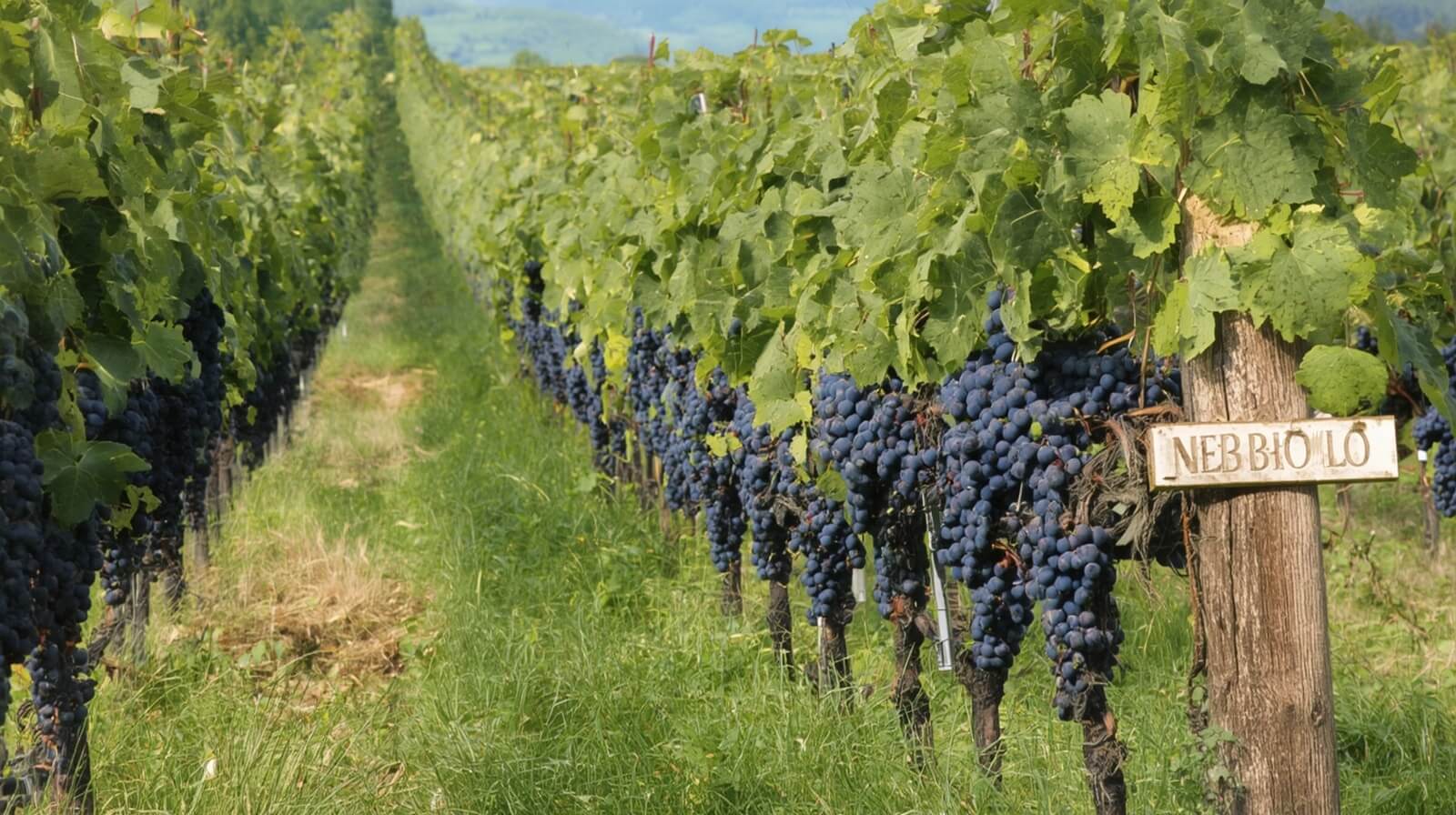 Jak Nebbiolo rośnie w Langhe