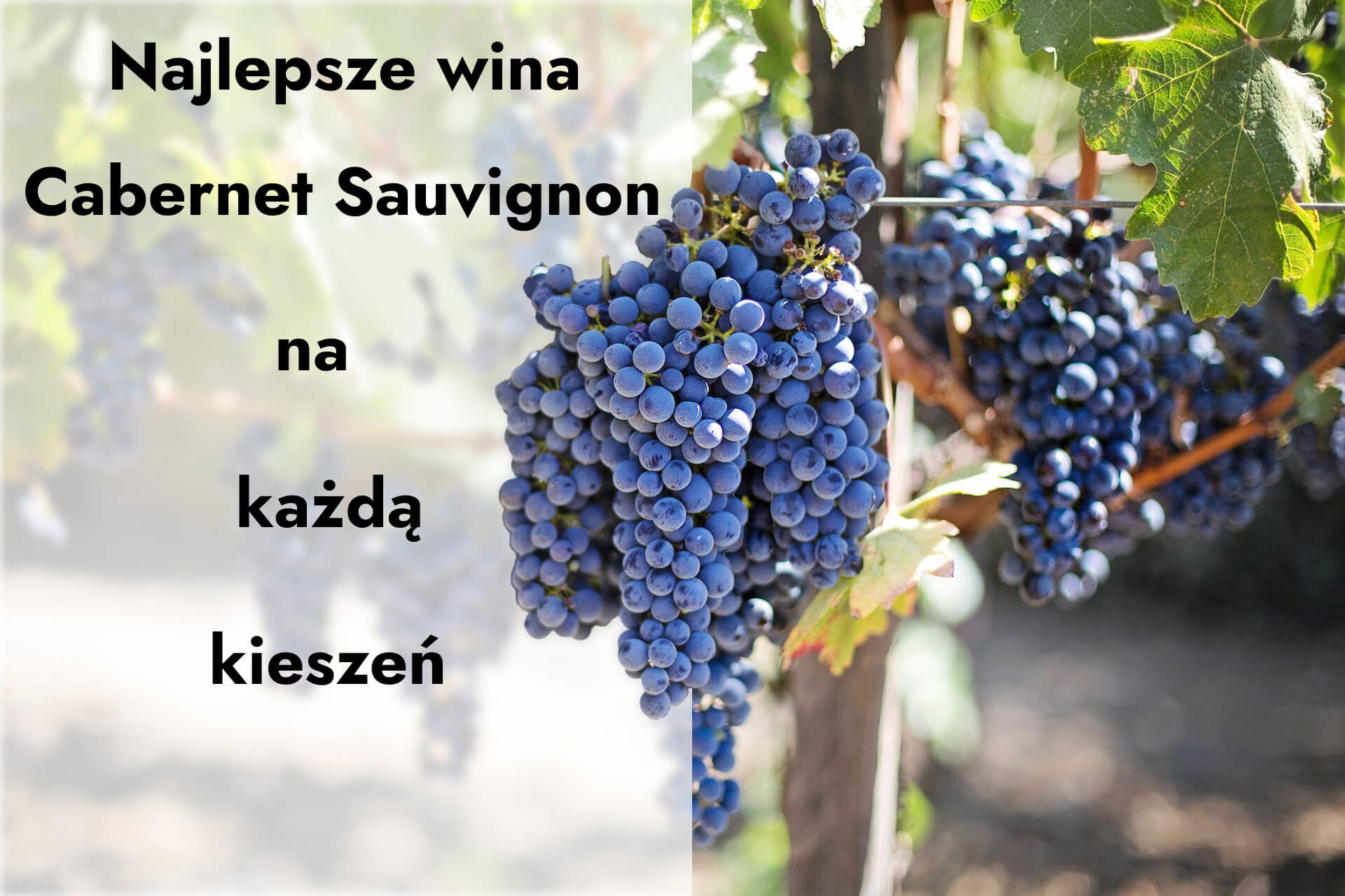 Kompletny przewodnik po Cabernet Sauvignon na każdą kieszeń