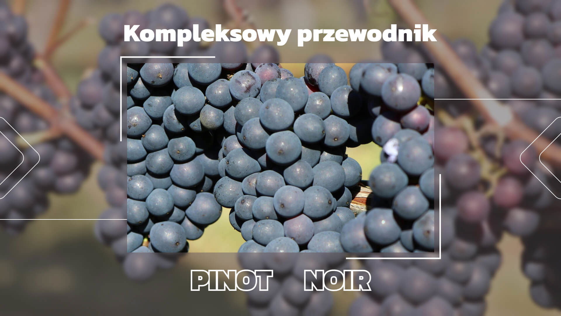 Szczep Pinot Noir: Kompleksowy przewodnik