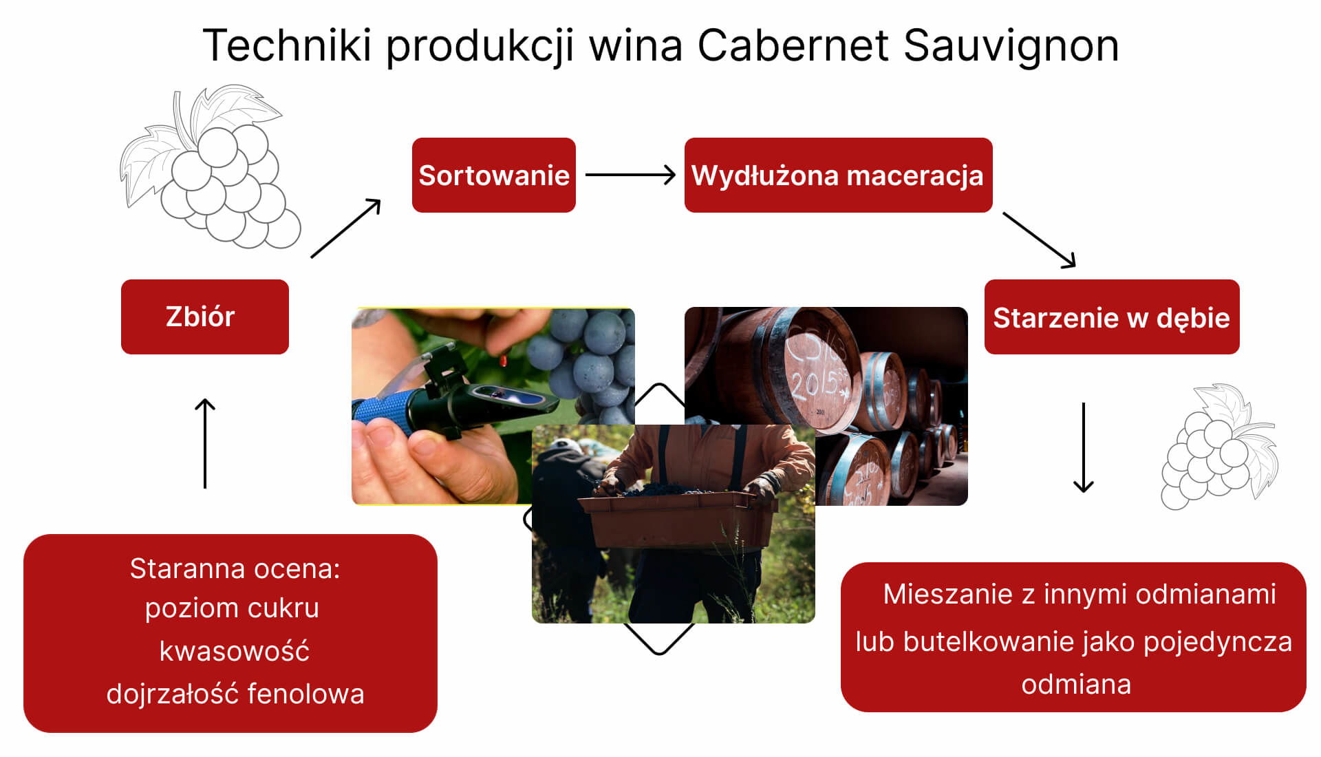 Techniki produkcji wina Cabernet Sauvignon