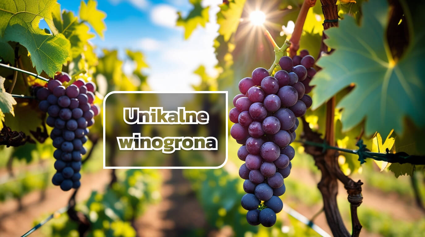Unikalne winogrona