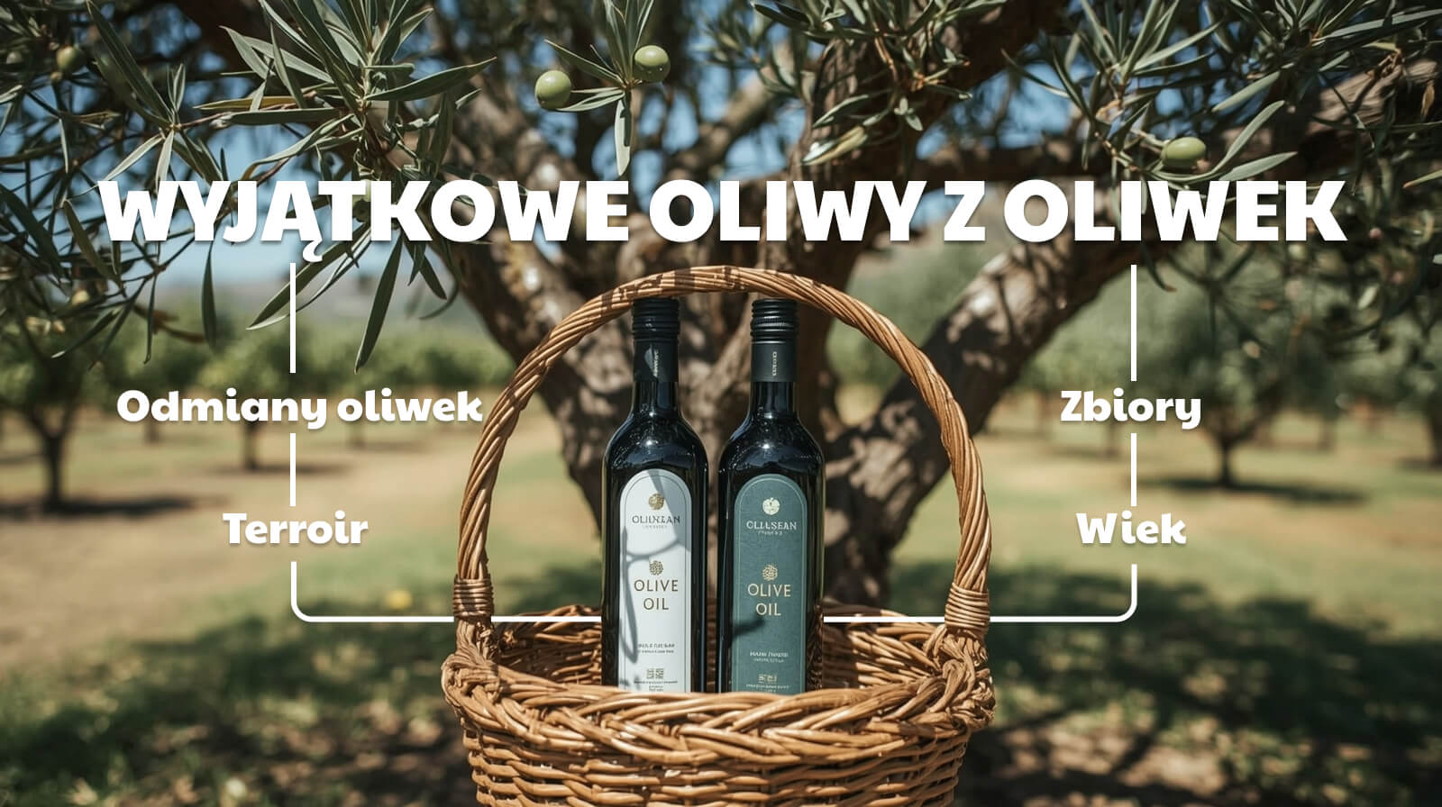 WYJĄTKOWE OLIWY Z OLIWEK