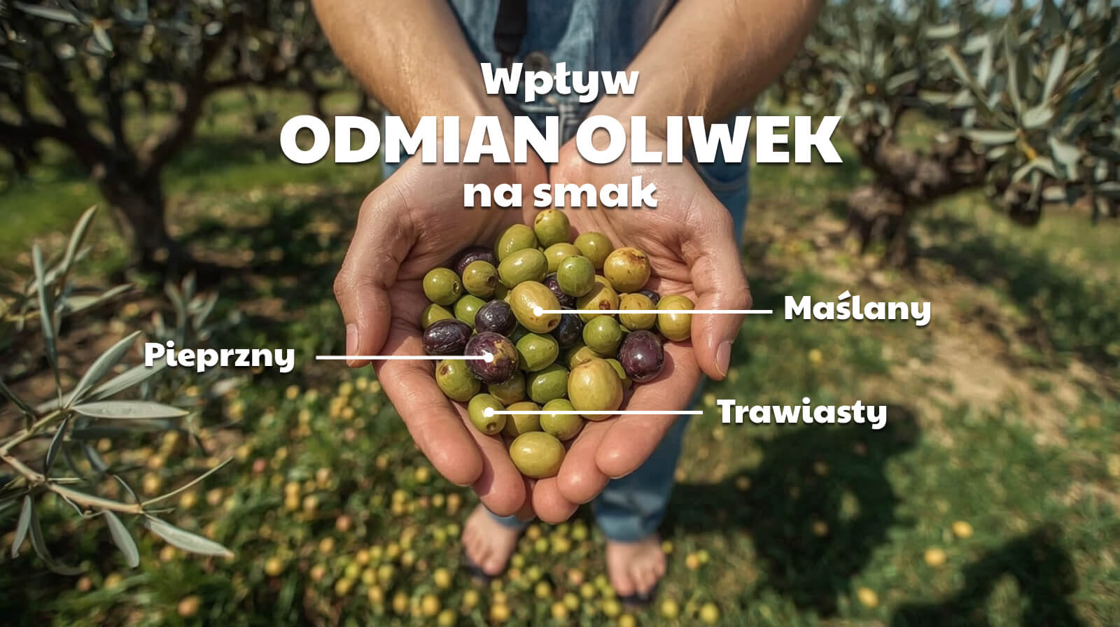 Wpływ odmian oliwek na smak