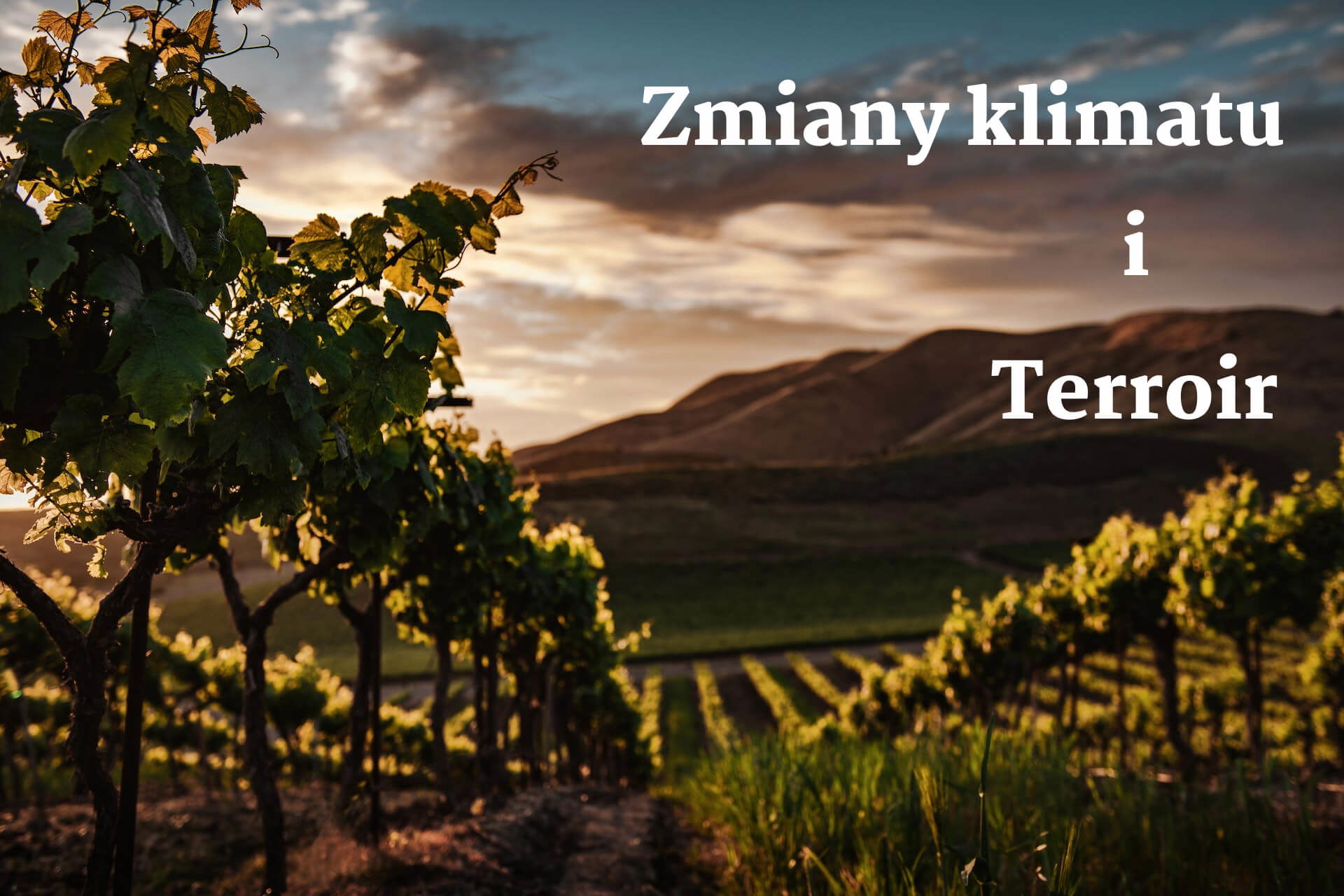 Zmiany klimatu i terroir